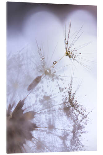 Acrylic print Dandelion fluff with dew drops