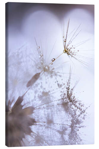 Canvas print Dandelion fluff with dew drops