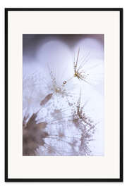 Gerahmter Kunstdruck Löwenzahnflusen mit Tautropfen