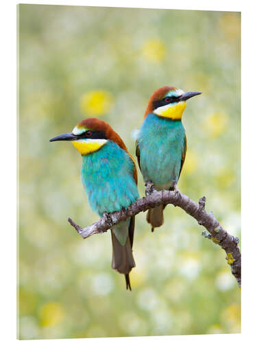 Akrylbillede European bee-eater