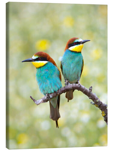 Canvastavla European bee-eater