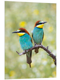 Foam board print European bee-eater