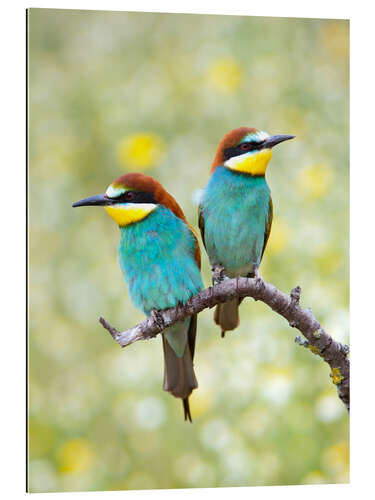 Quadro em plexi-alumínio European bee-eater