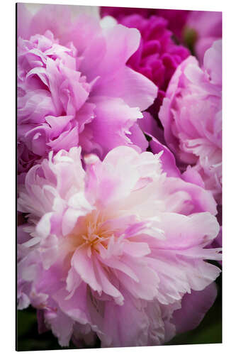 Aluminiumtavla Peony in bloom