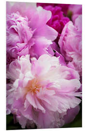 Foam board print Peony in bloom