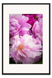 Gerahmter Kunstdruck Pfingstrose in Blüte