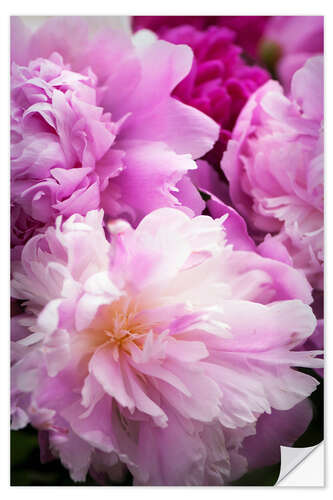 Wall sticker Peony in bloom