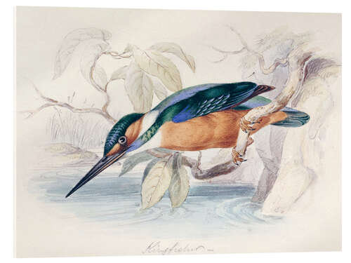 Akrylbilde Kingfisher