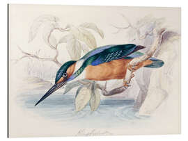 Aluminium print Kingfisher