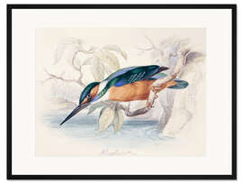 Gerahmter Kunstdruck Eisvogel