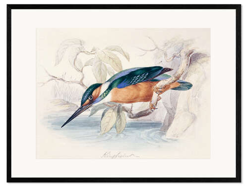 Framed art print Kingfisher