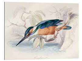 Gallery print Kingfisher