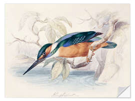 Selvklæbende plakat Kingfisher