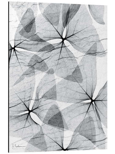 Tableau en aluminium Radiographie de feuilles de trèfle