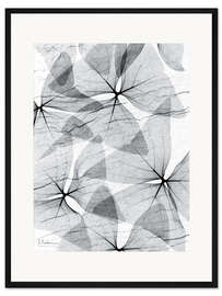 Gerahmter Kunstdruck Röntgenaufnahme von Kleeblattblättern