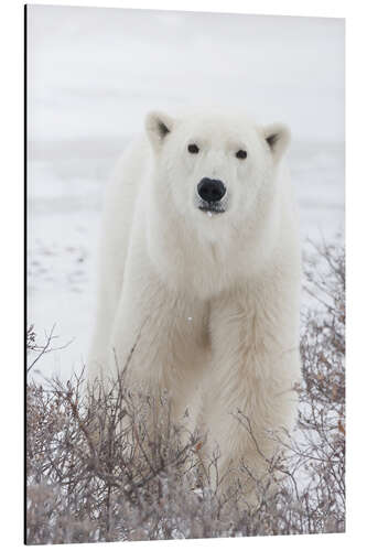 Aluminium print Portrait of a polar bear