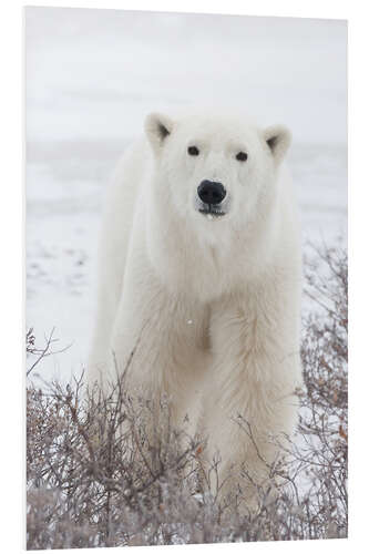 Foam board print Portrait of a polar bear