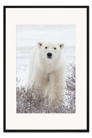 Gerahmter Kunstdruck Porträt eines Eisbären