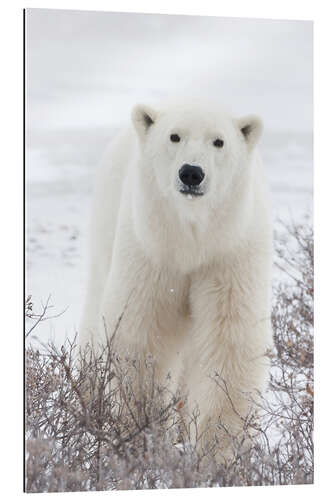 Galleriprint Portrait of a polar bear