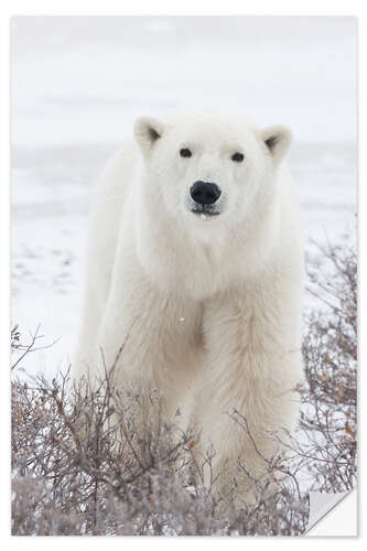 Sisustustarra Portrait of a polar bear