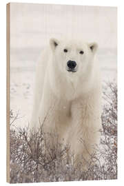 Wood print Portrait of a polar bear