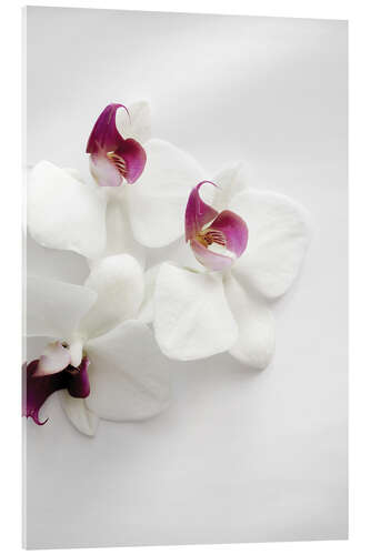 Acrylglas print White wild orchid