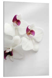 Gallery print White wild orchid