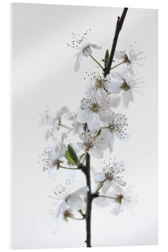 Acrylic print White flowers