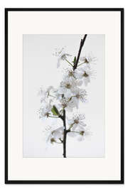 Gerahmter Kunstdruck Weiße Blüten