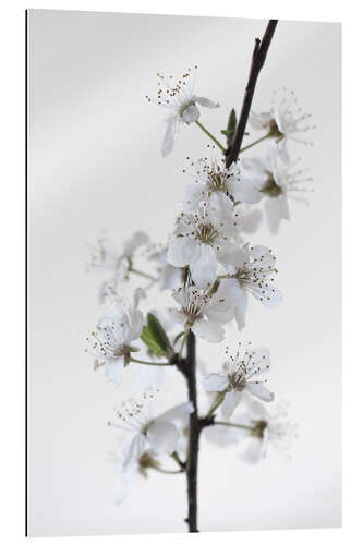 Galleriprint White flowers