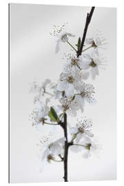 Gallery print White flowers