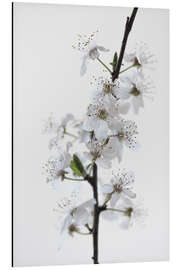 Magnettafel Weiße Blüten