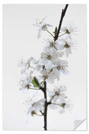 Wall sticker White flowers