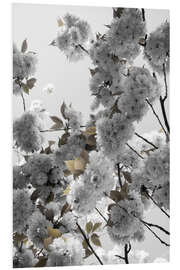 Foam board print White spring blossoms