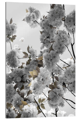 Gallery print White spring blossoms