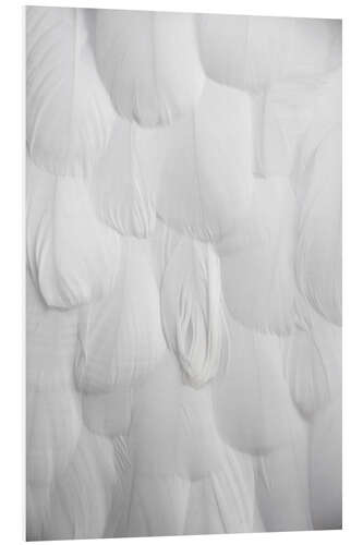 Tableau en PVC Plumes blanches douces