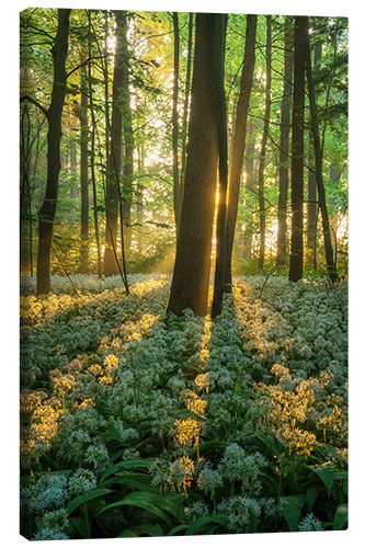 Lærredsbillede Wild garlic