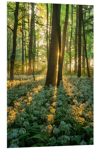 Foam board print Wild garlic