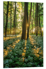 Gallery print Wild garlic