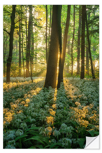 Sisustustarra Wild garlic