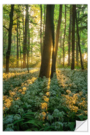 Selvklebende plakat Wild garlic