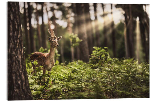 Obraz na szkle akrylowym Deer in the sunlight