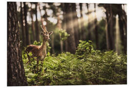 Foam board print Deer in the sunlight