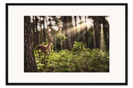 Gerahmter Kunstdruck Reh im Sonnenlicht