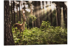 Galleritryk Deer in the sunlight