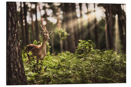 Magnettafel Reh im Sonnenlicht