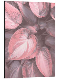 Aluminium print Pink Hosta