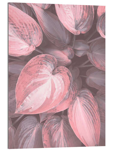 Gallery print Pink Hosta