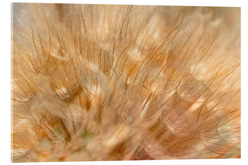 Acrylglas print Tragopogon