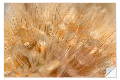 Vinilo para la pared Tragopogon